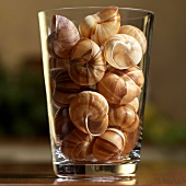 Escargot Shells in a Tall Glass Vase