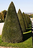 Trimmed Trees in a Park in Versailles, France