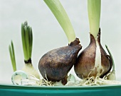 Two bulbs in a bowl