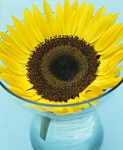 A sunflower in a glass vase