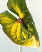 Green Anthurium flower (close-up)