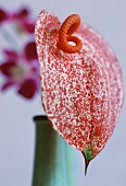 A red and white flecked flamingo flower