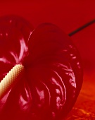 A flamingo flower against a red background