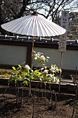 Peonies under a Japanese parasol