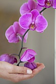 A female hand holding orchid flowers