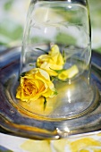 Yellow roses under a glass