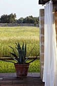 Agave plant in a clay pot on a terrace with a view of a field of grain
