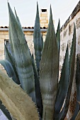 Agave in front of a stone wall