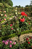 Rose garden -- standard rose with red flowers