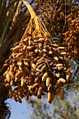Hängende Dattelrispen am Baum, Ägypten