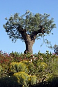 Knorriger Olivenbaum in Mediterraner Landschaft