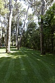 Freshly mowed lawn in a garden with old trees