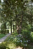 Gravel path in a garden with blooming plants and trees