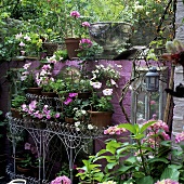 A shelf of flowers in front of a pink wall in a rear courtyard