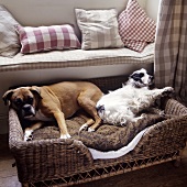 Dogs sleeping in a basket in front of a sofa with checked cushions