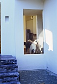 Dogs looking through a glass door into a courtyard