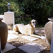Terrasse mit Schachbrettmusterboden und Haushund
