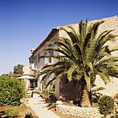 A tall palm tree in front of a rustic finca
