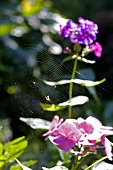 Spider web with spider on a flower