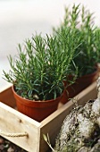 Rosemary in a pot in wooden box