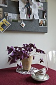 A pot plant on a table with a red tablecloth and pin board hung with photos