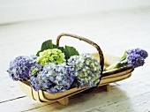 Hydrangea flowers in a wooden basket