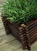 A detail of a plant growing in a rustic wooden container