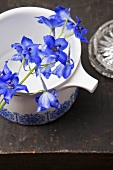 Delphiniums on a white jug and a grey surface