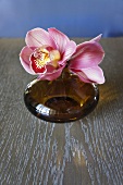 Orchidee in brauner Vase