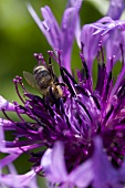 A bee inside a purple flower