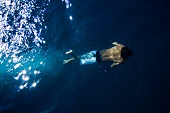 Junge schwimmt unter Wasser im Meer