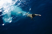 A boy swimming under water in the sea
