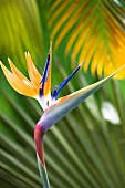 A bird of paradise flower