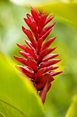 A red ginger flower