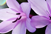 Violette Lilienblüte