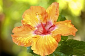 A hibiscus