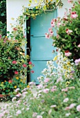 Üppig blühende Sommerblumen vor pastellblauer Tür
