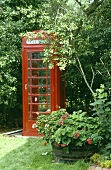 Geranien in Holzfass vor alter, roter, englischer Telefonzelle in Garten