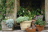 Sammlung von Terrakotta- und Steintöpfen mit Artemisia und Alpenpflanzen vor einem Hauszugang