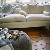 Ein Whippet auf einem grauen Sitzkissen vor einem cremefarbenen Sofa