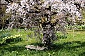 Rustikale Bank unter blühendem Obstbaum im Garten