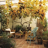 Überdachte Terrasse mit wachsenden Weintrauben und Metallstuhl neben Korbsesseln