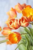 Orangefarbene Tulpen