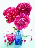 Peonies in a blue vase