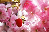 An Easter egg hanging from an almond sprig