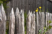 A weathered garden fence