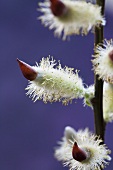 Willow catkins on a branch (close-up)
