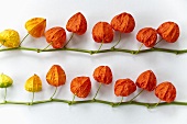 Two sprigs of Chinese lanterns on a white surface