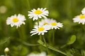 A daisy in a meadow (close up)