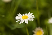 A daisy in a meadow (close up)